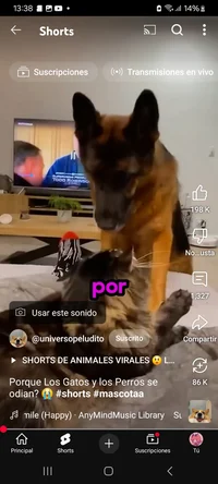 PASTOR alemán y gato