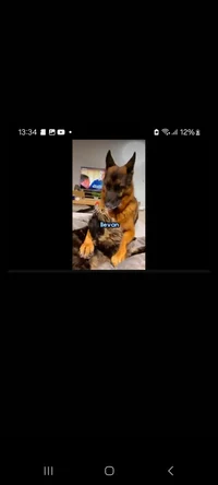 Pastor Alemán y Gato