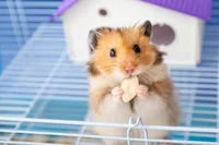 Hamster