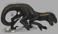 INDORAPTOR Female 