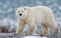 Oso Polar