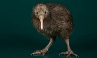 Kiwi