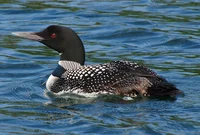 Loon