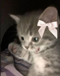 Sab