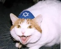 Jew Cat