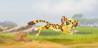 Fuli the cheetah cub