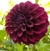 Black Dahlia