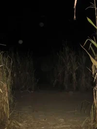 Corn Maze