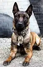 K9 Unit