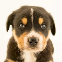 Your dog