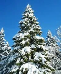 EverGreen Tree