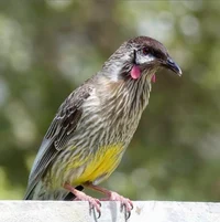 Red Wattlebird