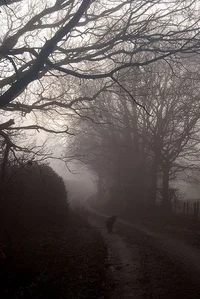 Густав Шефер 