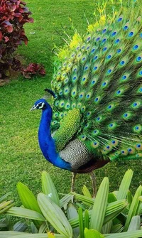 Peacock