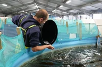 Fish Hatchery