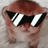 Fancy Glasses Kitten