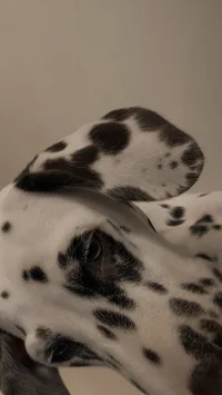 101 далматинец