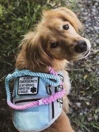 Service Dog 