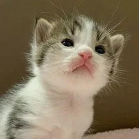 Kitten