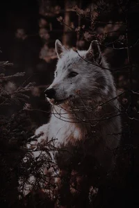 01 Aela The Huntress