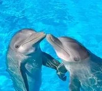 Delfín 