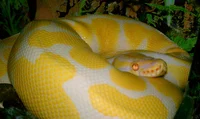 Yellow anaconda