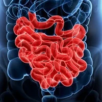 The Small Intestines