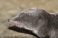 Short Tailed Shrew