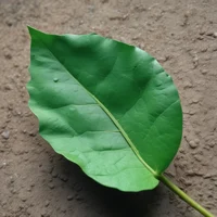 A Leaf