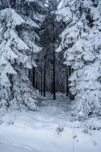 Travelers - Forest