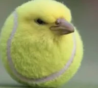 Tennis bird