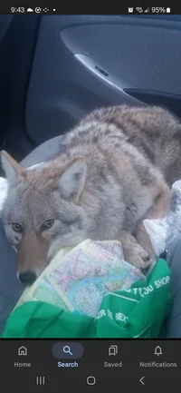 Selling hybridanimal