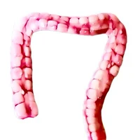 The Large Intestines