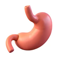 Stomach