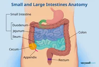 Intestines