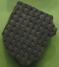 Lepidodendron