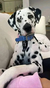 Dalmatian 