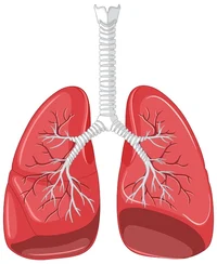 Lungs