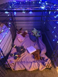 Cage instead of bed