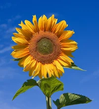 - Common Sunflower -