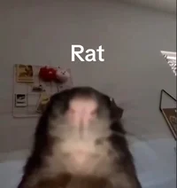 RAT