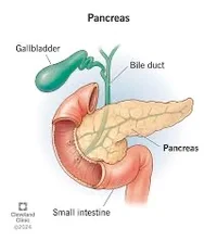 Pancreas
