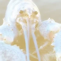 0044 - BLUE LOBSTER 