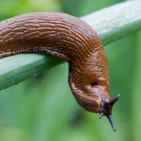 Slug