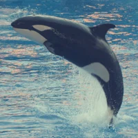 Orca Wilbur