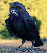 Silverback Crow