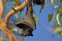 Pet Bat