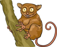 Tarsier hippy idiot