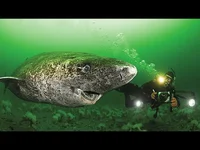 Greenland shark