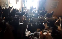 Crazy animal city